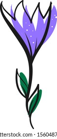 Crocus drawing, illustration, vector on white background.