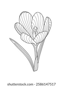 Crocus first spring flower tender wild plant with stem and leaves, hand drawn vector outline illustration, floral design element, graphic clipart for invitation, card, wedding decor, botanical lineart