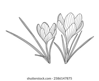 Crocus first spring flower tender wild plant with stem and leaves, hand drawn vector outline illustration, floral design element, graphic clipart for invitation, card, wedding decor, botanical lineart