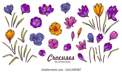 Crocus flower bud and leaves spring primroses set constructor for design card and greeting. Outline sketch illustration isolated on white background.