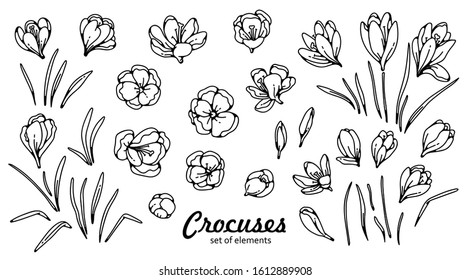Crocus flower bud and leaves spring primroses set constructor for design card and greeting outline black white sketch illustration.