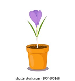 Crocus flower in a clay pot on white background. Spring plant illustration.