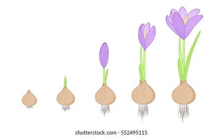 Etapas del ciclo de vida de la germinación de la evolución de las flores de croco. Concepto de crecimiento de la bombilla a la planta. Púrpura, verde, marrón aislado en fondo blanco. Ilustración detallada del diseño vectorial.