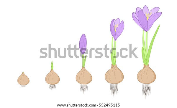 Crocus Flower Evolution Germination Life Cycle Stock Vector (Royalty ...