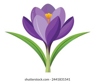 Crocus flower flat vector illustration on white background