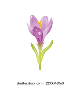 Crocus flower, floral icon. Realistic cartoon cute plant blossom, spring, garden symbol. Vector illustration for greeting card, t shirt print, decoration design. Isolated on white background