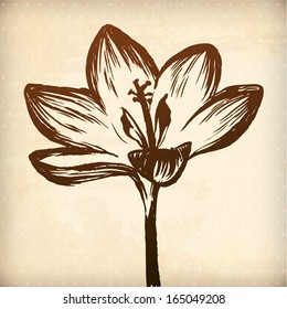 Crocus flower. floral vector hand drawn graphic for your design. All elements were placed in clipping mask and are easy to edit