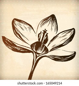 Crocus flower. floral vector hand drawn graphic for your design. All elements were placed in clipping mask and are easy to edit
