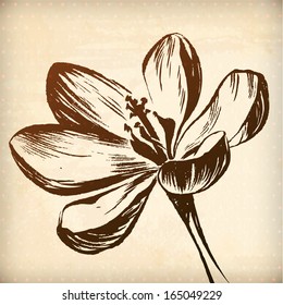 Crocus flower. floral vector hand drawn graphic for your design. All elements were placed in clipping mask and are easy to edit