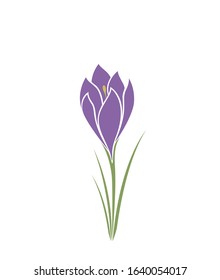 crocus flower hand drawn isolated vector image. spring floral element for design
