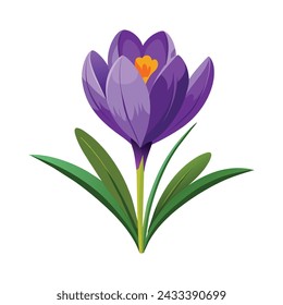 Ilustración de la flor de Crocus sobre fondo blanco