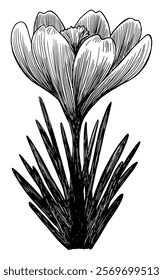 crocus flower isolated on white background black white hand drawn sketch line art illustration spring blossom with leaf modern trendy object