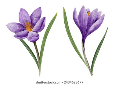 crocus flower in lilac color, drawn in watercolor, isolated on white. Hand drawn botanical illustration. Elements for cards, logos, prints, wedding design.