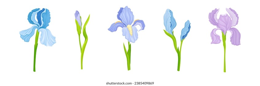Crocus Flower on Green Stem as Blooming Flora Vector Set