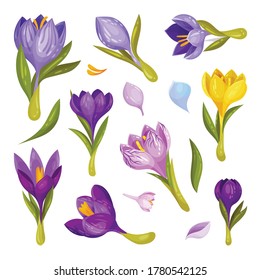 Crocus Flower on Stalk Isolated on White Background Vector Set