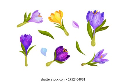 Crocus Flower on Stalk Isolated on White Background Vector Set