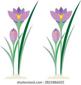 The crocus flower is one of the most beloved signs of early spring, representing renewal, hope, and the beauty of nature awakening after winter. Known for its delicate petals, vibrant colors, and ability to bloom during cooler seasons, the crocus has become a popular subject in botanical art, gardening designs, educational materials, and decorative illustrations.

This artwork features a flat vector illustration of purple and violet crocus flowers, showing two identical plant stems with blooming flowers, unopened buds, and long green leaves. The clean composition, elegant shapes, and modern vector style create a versatile botanical graphic suitable for a wide range of creative applications.

The illustration's combination of rich purple blossoms, fresh green foliage, and minimalist design makes it ideal for spring-themed decorations, floral branding, greeting cards, posters, packaging, websites, social media graphics, and educational resources.

The Symbolism of Crocus Flowers

Croci flowers have been admired for centuries because they are among the first blooms to appear after winter. Their early blooming period has made them powerful symbols of renewal and new beginnings.

Saffron bloom commonly represent:

Spring
Hope
Renewal
Happiness
Youthfulness
Growth
Transformation
Positive change

Because of these meanings, saffron illustrations are often used in designs that celebrate fresh starts and seasonal beauty.

Features of the Illustration

This botanical vector design combines simplicity with natural elegance.

Purple and Violet Blossoms

The main feature of the illustration is the collection of  lavender and violet saffron flower.

 Lavender represents:

Creativity
Imagination
Elegance
Mystery
Inspiration

Violet shades create a sophisticated and calming visual appearance while highlighting the beauty of the flower.

Blooming Flower and Closed Buds

The illustration includes both open blossoms and unopened buds.