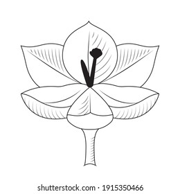 Crocus flower opened with stamens. Outline minimalistic black and white logo. Isolated on a white.