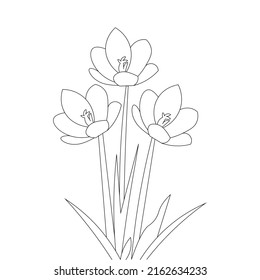 crocus flower pencil line drawing of vector graphic outline on white background