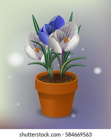 crocus flower in pot. Spring flowers.Greeting card. Wedding decorations.  Design Vector.