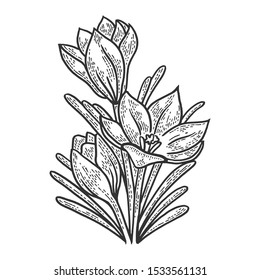 Crocus flower sketch engraving vector illustration. T-shirt apparel print design. Scratch board style imitation. Black and white hand drawn image.