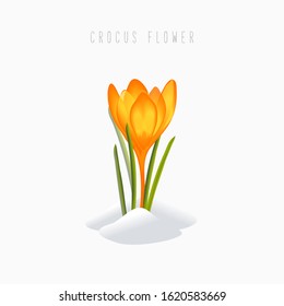 Crocus flower. Snowdrop flower with green leaves, grass and snow. Spring growing. Yellow crocus isolated on white background. Vector floral illustration.