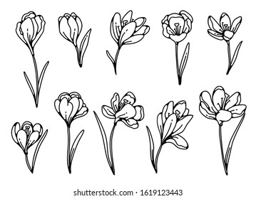 Crocus flower spring primroses set outline black white sketch illustration.