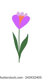 Crocus flower with stem. Colorful first spring flower. Botanical drawing. Hand drawn doodle. Great for greeting cards, backgrounds, tattoo. Woman's day, mother's day, wedding.