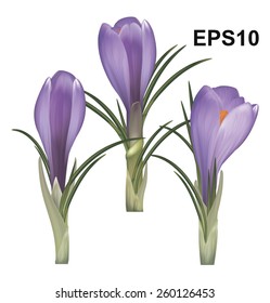Crocus flower. Vector illustration