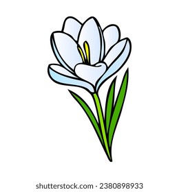 crocus flower vector illustration,isolated on white background,top view