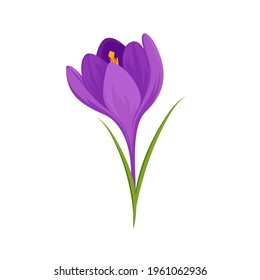 Crocus Flower Vector Leaves Isolated On Stock Vector (Royalty Free ...