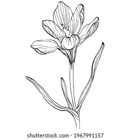 Dibujo de dibujo del vector de flor crocus aislado en fondo blanco, arte de línea azafrán. Flor dibujada a mano en contorno negro y plano blanco sobre fondo blanco.