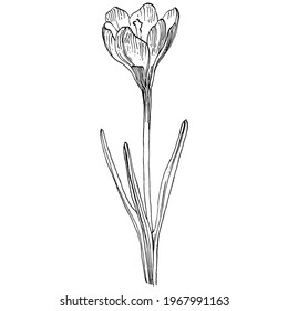 Crocus flower vector sketch illustration isolated on white background, saffron line art. Cute hand drawn flower in black outline and white plane on white background.