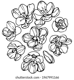 Crocus flower vector sketch illustration isolated on white background, saffron line art. Cute hand drawn flower in black outline and white plane on white background.