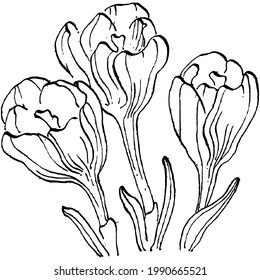 Crocus flower vector sketch illustration isolated on white background, saffron line art. Cute hand drawn flower in black outline and white plane on white background.
