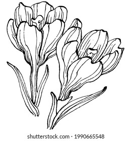 Dibujo de dibujo del vector de flor crocus aislado en fondo blanco, arte de línea azafrán. Flor dibujada a mano en contorno negro y plano blanco sobre fondo blanco.