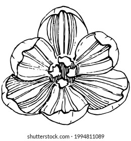 Crocus flower vector sketch illustration isolated on white background, saffron line art. Cute hand drawn flower in black outline and white plane on white background.
