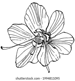 Crocus flower vector sketch illustration isolated on white background, saffron line art. Cute hand drawn flower in black outline and white plane on white background.