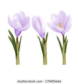 Crocus flowers