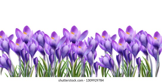 Crocus flowers background Vector watercolor. Botanical floral banner isolated. Spring season templates