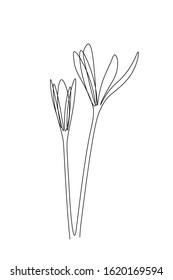 Crocus flowers blooming in continuous line art drawing style. Black linear sketch on white background. Vector illustration