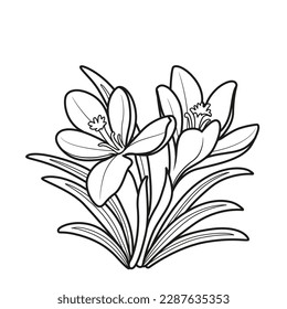 Crocus flowers coloring book linear drawing isolated on white background