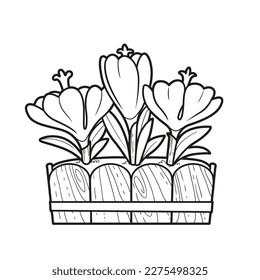 Crocus flowers grow in a long pot coloring book linear drawing isolated on white background