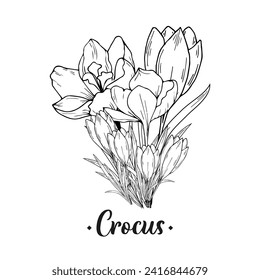 Flores de croco. Dibujo manual, dibujo de contorno, grabado. Para el fondo de invitaciones, postales, impresiones y más
