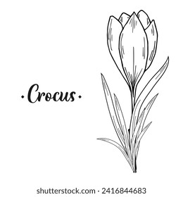 Crocus flowers. Hand drawing, contour drawing, engraving. For the background of invitations, postcards, prints and more