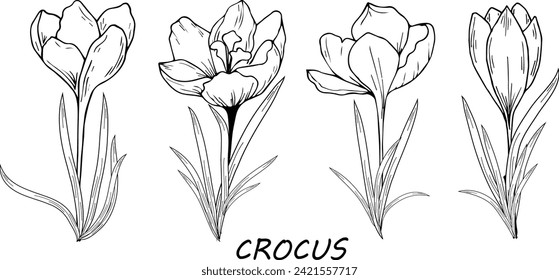 Crocus flowers. Hand drawing, contour drawing, engraving. For the background of invitations, postcards, prints and more