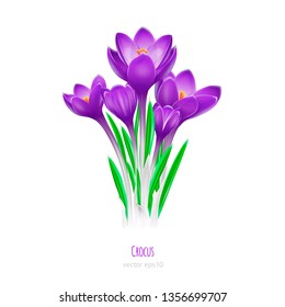 Crocus flowers isolated on white background close up. Photo-realistic mesh vector illustration.