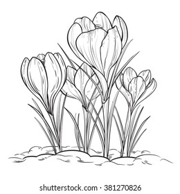 Crocus flowers isolated on white. Black and white floral vector illustration. 