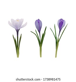 Flores de croco imagen vectorial aislada