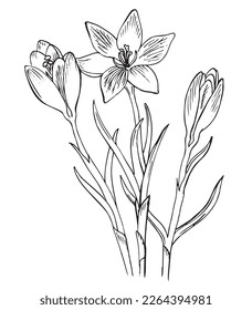 Crocus flowers with leaves and buds, spring forest flowers. Saffron flowers  wild healing plants. Botanical hand drawing illustration. Pharmacy herbs. Vector outlines isolated on a white background. 